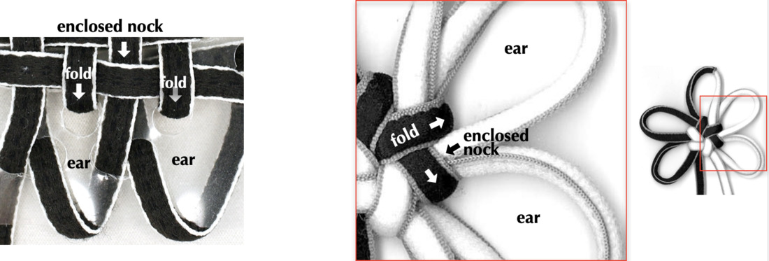 illustration of locked ears relative to bight anatomy