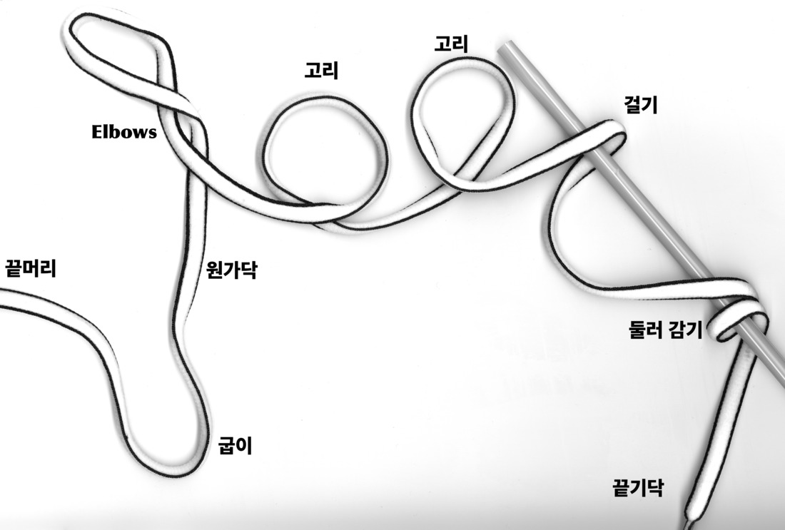 Cord anatomy glossary illustration in Korean