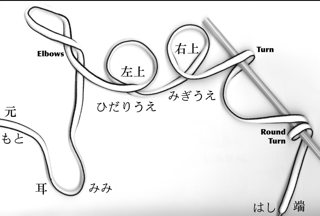 Cord anatomy glossary illustration in Japanese