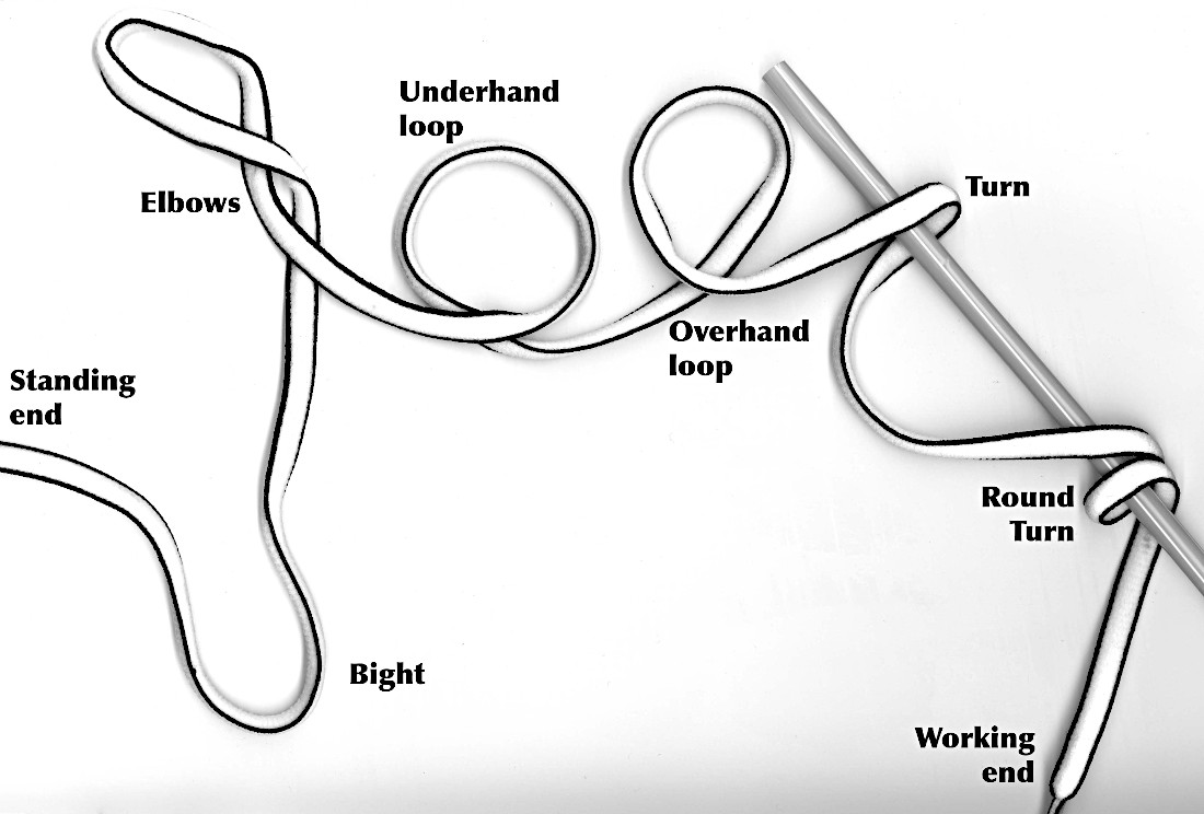 Cord anatomy glossary illustration in English